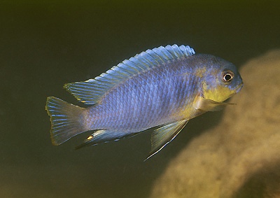 Tropheops sp. 'deep' Nkhata Bay